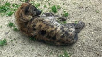 Spotted hyena sits Crocuta crocuta video