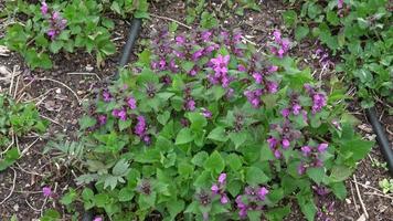 Pink flowers of spotted dead-nettle Lamium maculatum. Medicinal plants in the garden video