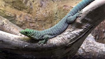 Madagascar giant day gecko phelsuma grandis video