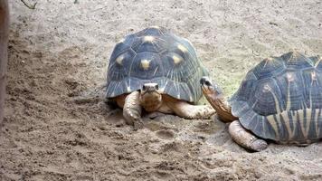 Madagascar tortoise Pyxis arachnoides .Tortoises are resting video