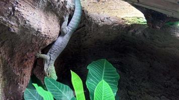 Madagascar giant day gecko phelsuma grandis video