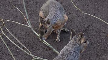 patagonia mara, dolicotis patagonum mangiare ramo vicino su video