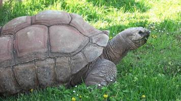 aldabra reusachtig schildpad aldabrachelys gigantea aan het eten gras video