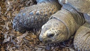 cabeza de tortuga estimulada africana centrochelys sulcata, también llamada tortuga sulcata video