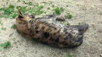 hyène tachetée siège crocuta crocuta video