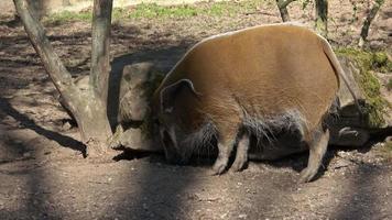 rood rivier- varken potamochoerus porcus op zoek voor voedsel. video