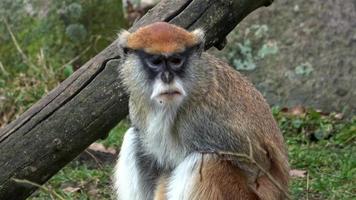 le singe patas erythrocebus patas, également connu sous le nom de singe wadi ou singe hussard, est un singe terrestre réparti sur les zones semi-arides d'afrique de l'ouest et en afrique de l'est. video