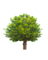 isolierter Baum auf transparentem Hintergrund png