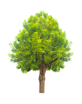 Tree Transparent Background PNGs for Free Download