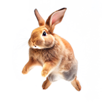 Realistic computer drawing of a rabbit. png