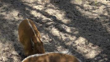 Red River Hog Potamochoerus porcus looking for food. video