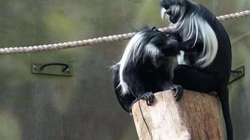 angolano colobus colobus angolensis. macacos colobus preto e branco video