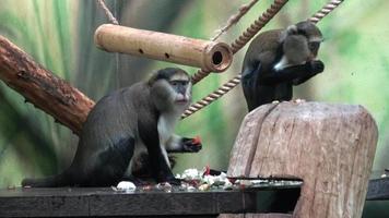 Two monkey eat vegetable Cercopithecus campbelli video