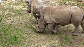 rhinocéros blanc du sud ceratotherium simum simum. espèces animales en danger critique d'extinction. video