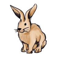 The brown rabbit  png image