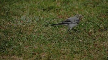 kwikstaart vogel motacilla alba voeden Aan gras veld- video