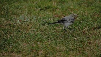 Wagtail bird Motacilla alba feeding on grass field video