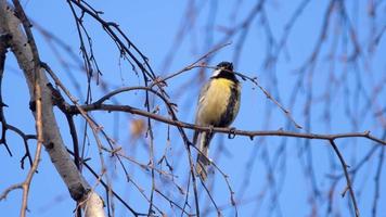 Great titmouse sitting on a birch branch video