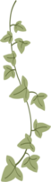 Simplicity ivy freehand drawing png