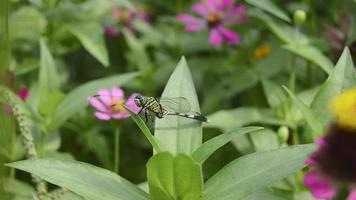 libélulas que se posan y toman el sol en las flores video