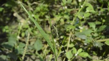 libellules perchées et prenant un bain de soleil sur l'herbe video