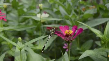 Libellen, die auf den Blumen sitzen und sich sonnen video