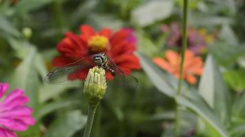 Libellen, die auf den Blumen sitzen und sich sonnen video