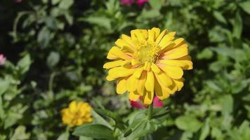 zinnias blooming in the garden. This flower has a very thin and stiff flower crown similar to a sheet of paper. Zinia consists of 20 species of plants video