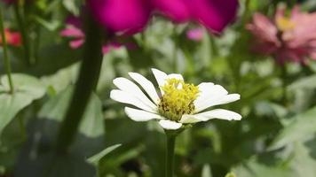 zinnias fleurissant dans le jardin. cette fleur a une couronne de fleurs très fine et rigide semblable à une feuille de papier. zinia se compose de 20 espèces de plantes video