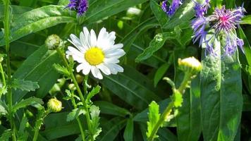 camomille blanche éclairée par le soleil sur un pré vert par une journée ensoleillée d'été. video