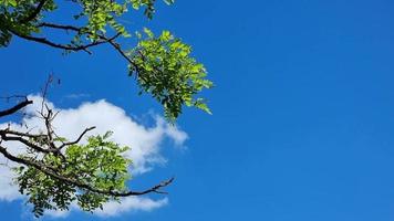 Acacia branches with green leaves against a blue sky with clouds. Summer day. video