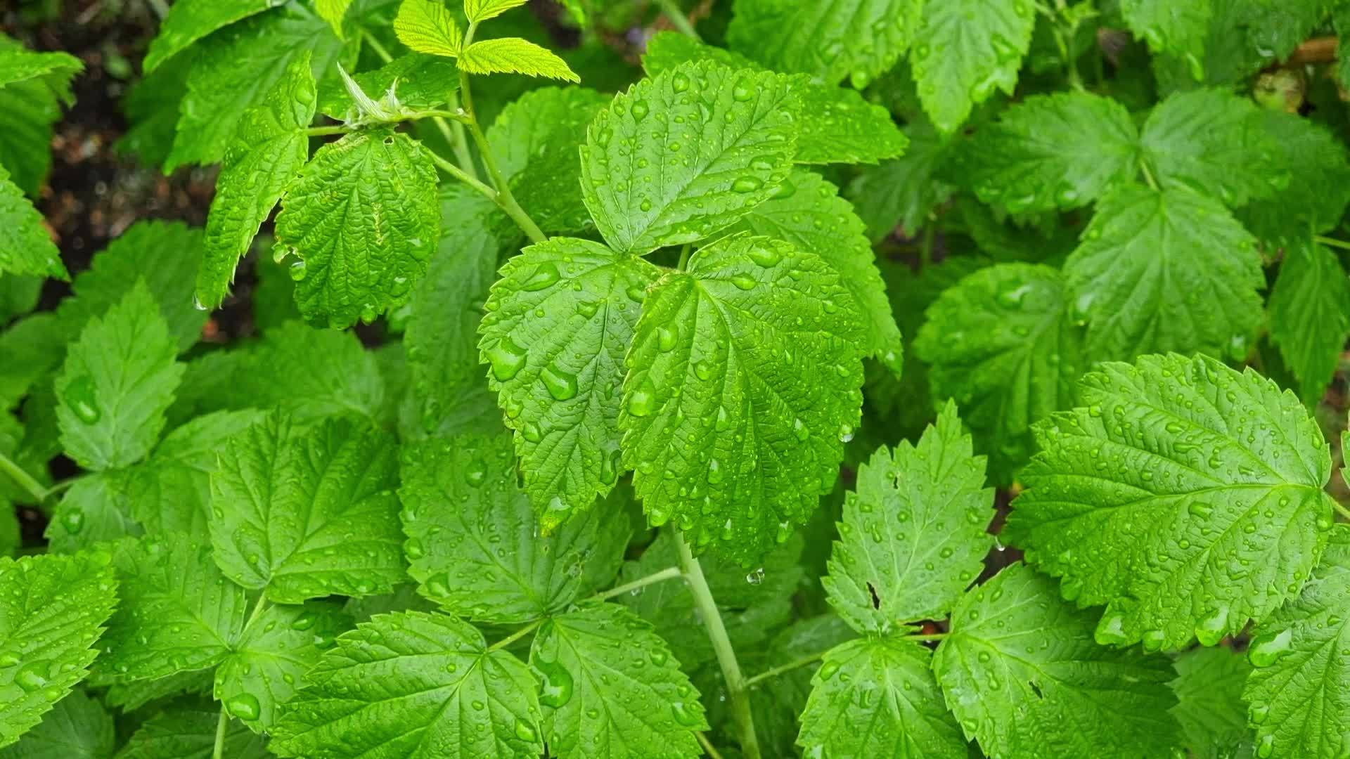 Wet green raspberry bush, leaves in raindrops. 16459679 Stock Video at