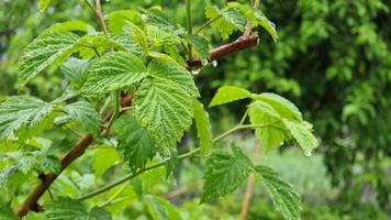 groen sappig framboos bladeren detailopname gedekt met regendruppels. regenachtig dag in de tuin. video