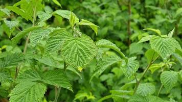 bagnato gocce di le foglie su un' lampone cespuglio con mini cuffie. pioggia stagione. primavera nel il giardino video