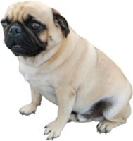 puk de cachorro gordo bonito cortado png