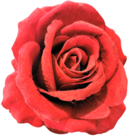 close up of isolated rose flower cut out png