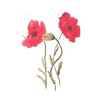 Abstract beautiful background with red poppies flowers. Vector. vector