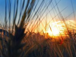 sunset in the field photo