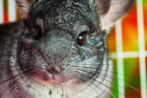 Horizontal close up picture of chinchilla photo