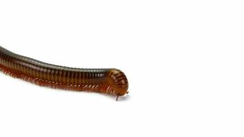 millipede moving on white background video