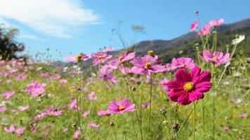 kosmos bloemen, berg achtergrond video