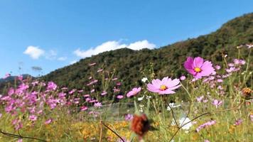 fleurs de cosmos, fond de montagne video