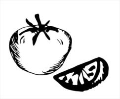 dibujo vectorial de tomate aislado sobre fondo blanco. vector