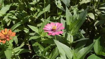 zinnias floreciendo en el jardín. esta flor tiene una corona de flores muy delgada y rígida similar a una hoja de papel. zinia consta de 20 especies de plantas video