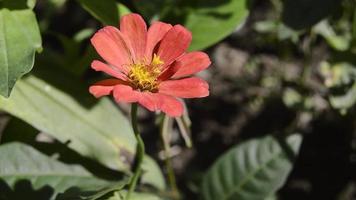 zinnia bloeiend in de tuin. deze bloem heeft een heel dun en stijf bloem kroon vergelijkbaar naar een vel van papier. zinia bestaat van 20 soorten van planten video