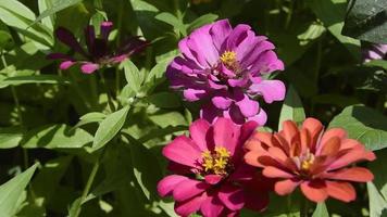 zinnias blooming in the garden. This flower has a very thin and stiff flower crown similar to a sheet of paper. Zinia consists of 20 species of plants video