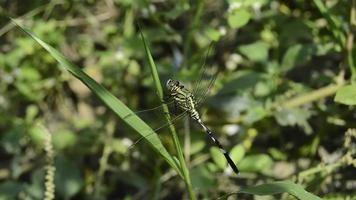 dragonflies perched and sunbathing on the grass video