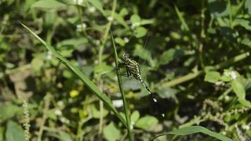 dragonflies perched and sunbathing on the grass video