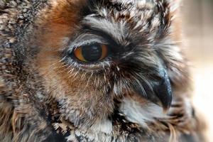 closeup portrait of beautiful owl looking away photo