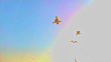 siluetas bandada de gaviotas sobre el mar durante un cielo increíble video